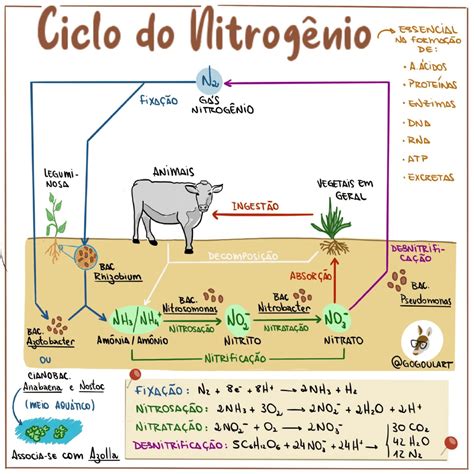 Ciclo Do Nitrogenio Resumo - 10
