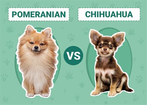 Pomeranian vs Chihuahua: Notable Differences & Similarities – Dogster