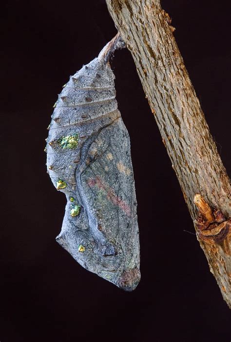 Pupa Cocoon Butterfly Chrysalis Insect Wildlife Metamorphosis