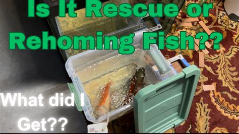 Receiving Fish From Strangers Can You Trust Them Youtube