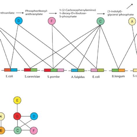 Gene fusions within the tryptophan synthesis pathway. (A) L-Tryptophan... | Download Scientific ...