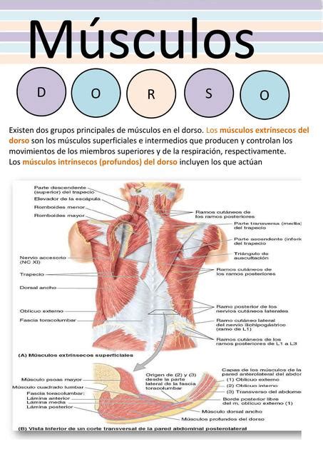 M Sculos Del Dorso Estudia Con Su Udocz