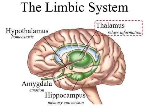 The Limbic System Thalamus The Reign Of The Brain