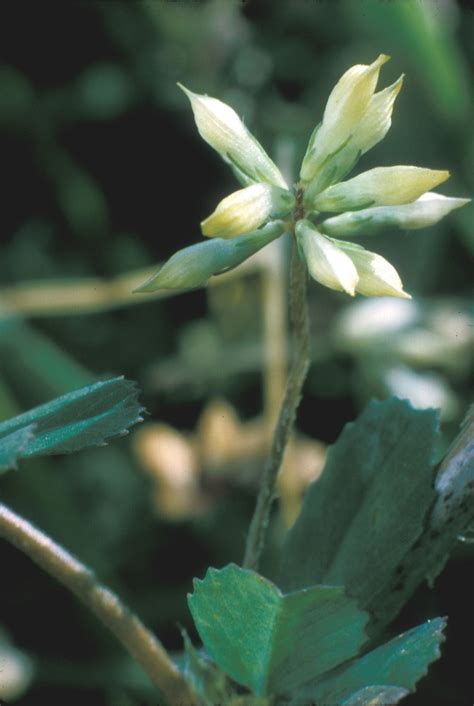 Trifolium dubium (lesser hop clover): Go Botany