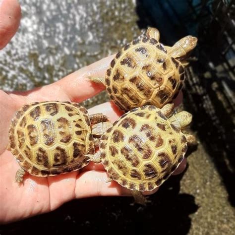 Russian Tortoise For Sale Russian Tortoise For Sale Near Me