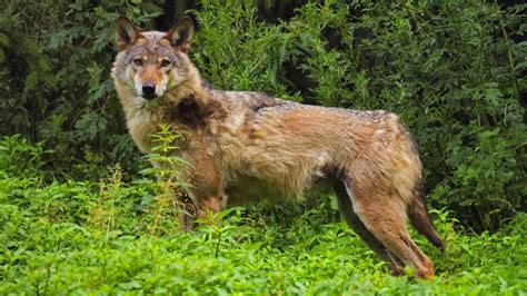 Dramatisches Wolfsjahr Von W Lfen Verursachte Sch Den Steigen Rasant