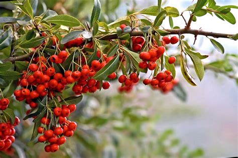 🎖 Frutos Secos 5 Beneficios Sorprendentes Para Tu Salud