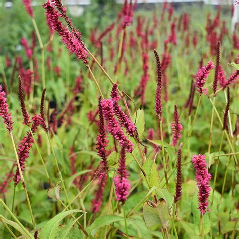 Persicaria Amplexicaulis Firetail Horsford Gardens And Nursery