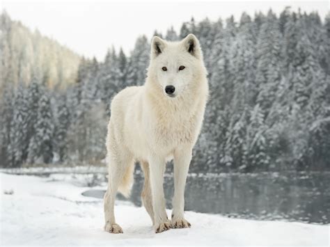 arctic wolf  incredible facts habitat diet