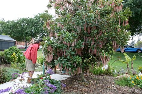 Wrigley Garden: Macadamia Nut Tree