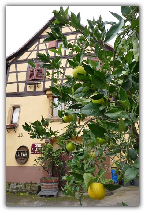 Les Citrons Ribeauvill F Alsace Pierre Promeneur Photographe