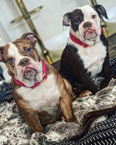 41+ Old English Bulldog Puppies / Dogs For Sale in Dunwoody | $400 – $2,500