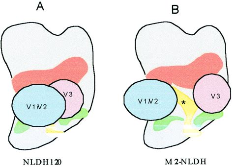 The Role Of The Third β Strand In Gp120 Conformation And Neutralization