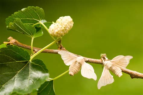 Самая скромная, самая ядовитая, самая большая: 19 удивительных бабочек ...