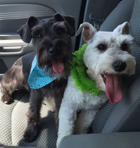 Adult Mini Schnauzer Haircuts