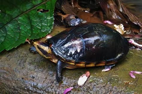 White Lipped Mud Turtle Kinosternon Leucostomum 15cm Sims Tropical