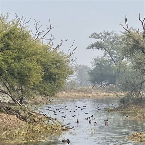 Bharatpur Bird Sanctuary - All You Need to Know BEFORE You Go