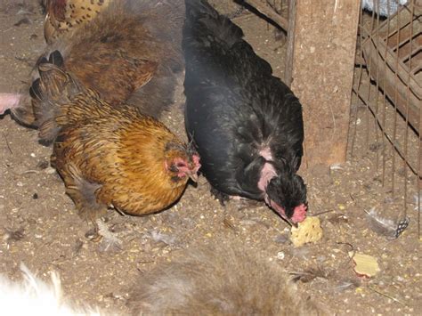 Naked Neck Chickens Banties Silkie Naked Necks Need Rehomed In Ohio Backyard Chickens