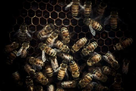 Honeybees Are Living Half As Long As They Were 50 Years Ago New Scientist