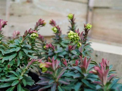 Euphorbia Martinii Diacos Garden Nursery And Garden Centre