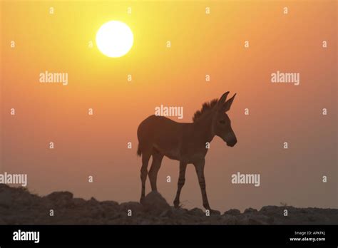 African Wild Ass Equus Africanus Somalicus Foal At Sunrise Stock Photo Alamy
