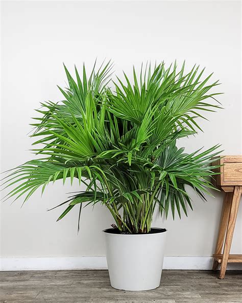 Chinese Fan Palm | PlantVine
