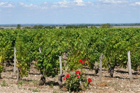 Vineyard of Medoc stock image. Image of grape, nature - 25944749