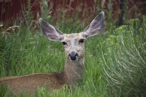 Mule Deer Buck Portrait with Large Antlers Stock Photo - Image of fall, mammal: 103960510