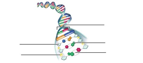 Lab 8 Diagram DNA Structure Labeled Diagram Quizlet