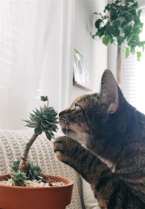 Why Do Cats Bite Cactus at Jonathan Baylee blog