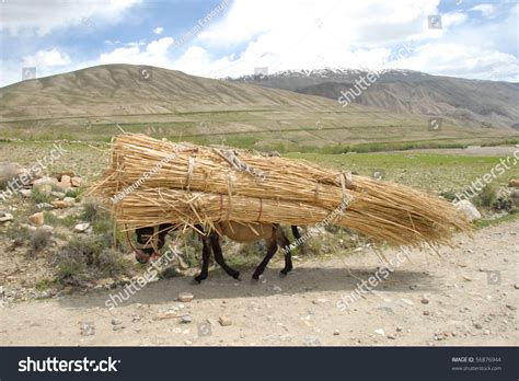 Over Burdened Donkey Carrying Heavy Load Stock Photo Edit Now 56876944