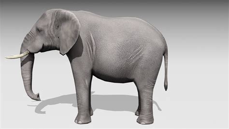 African Elephant 3d Model Turbosquid 1840294