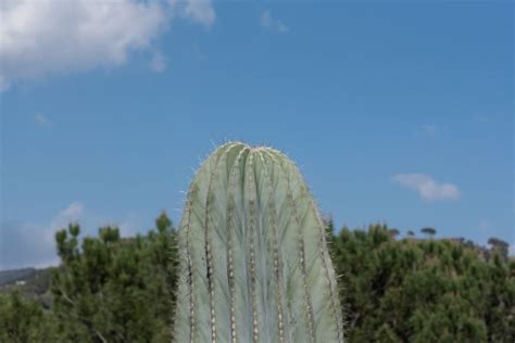 Free Images Tree Nature Branch Blossom Cactus Leaf Flower