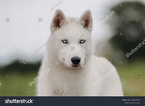 127,018 White Husky Stock Photos, Images & Photography | Shutterstock