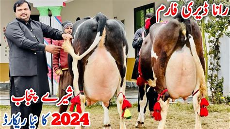 Rana Dairy Farm Big Cows In Punjab Record Of 2024 HF Cows 40