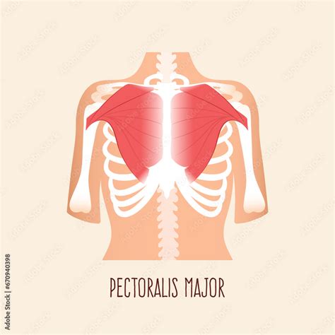 Photo Art Print Pectoralis Major Muscle Human Body Anatomy Vector