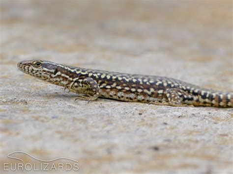 Podarcis Muralis Common Wall Lizard Eurolizards