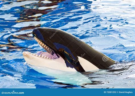 orca eye color