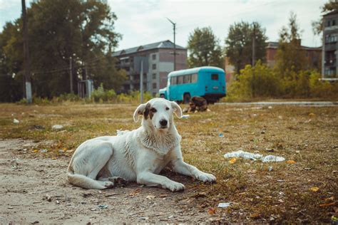 The Surviving Dogs Of Chernobyl And What We Can Learn