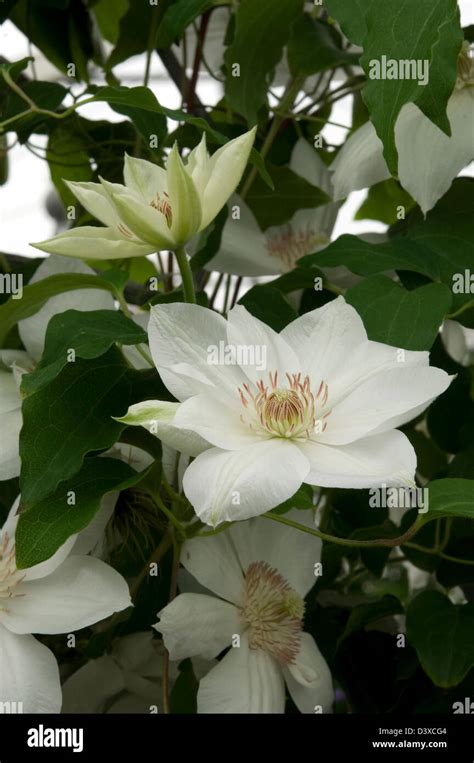 Clematis 'Mrs. George Jackman'. 1887. Date: 06.11.2008 Ref: ZB907 ...