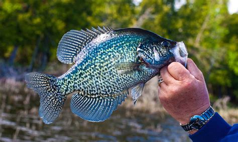 World Record White Crappie