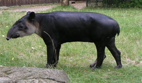 tapir facts  gardeners   forest factsnet
