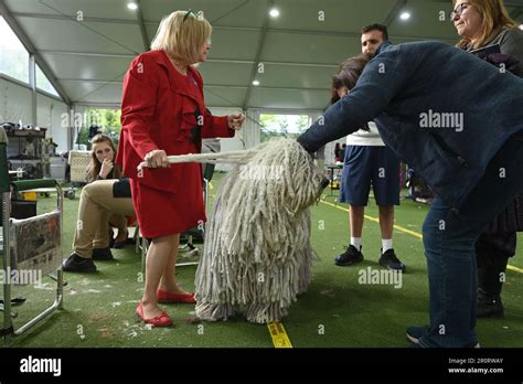 New York Usa 09th May 2023 Handler Janette Capolo Stands Next To ‘addie The Komondor Before