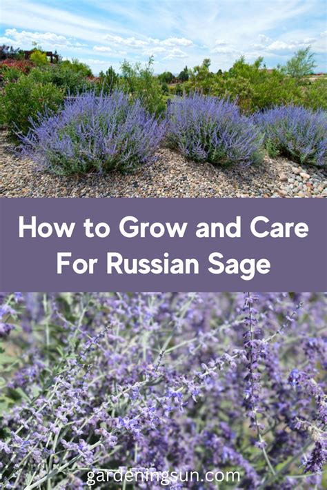 How To Grow And Care For Russian Sage