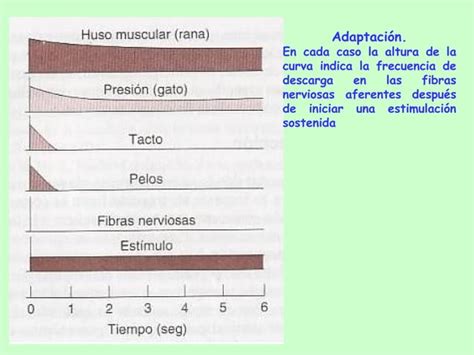 Receptores Sensoriales Ppt