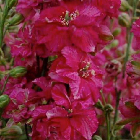 Larkspur Seeds Giant Imperial Annual Flower Seeds