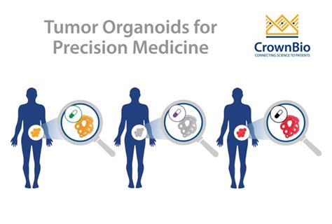 The Role Of Patient Derived Tumor Organoids In Precision Medicine