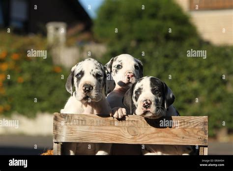 great dane puppies stock photo alamy