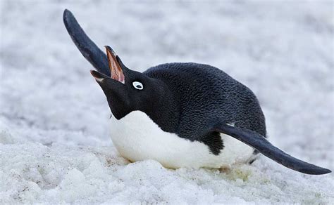 Adelia Penguin | The Biggest Animals Kingdom