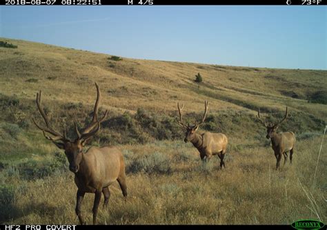 Trail Cameras Images American Prarie Reserve Rmegafaunarewilding